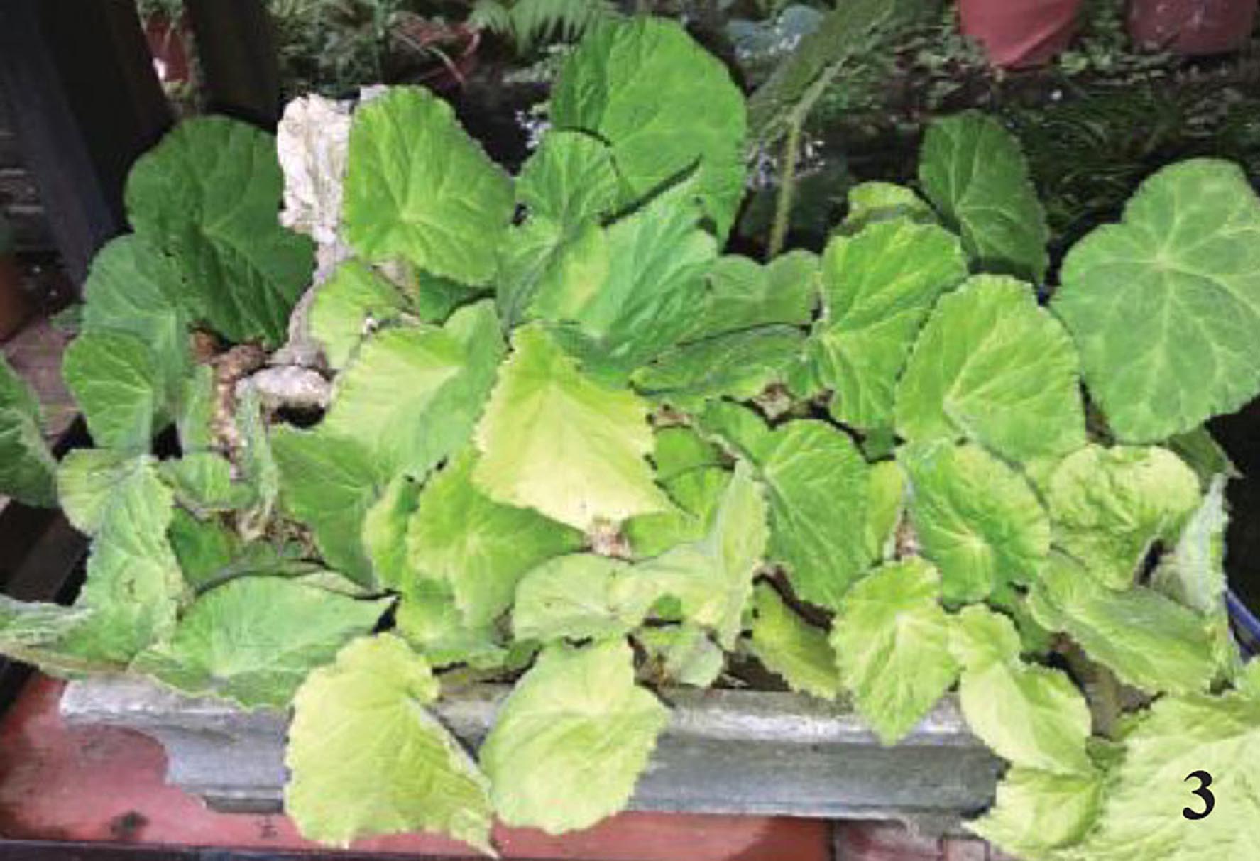 B. cylindrica